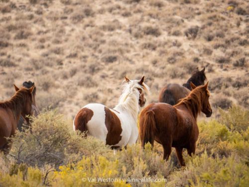 wild horses nevada - val in real life