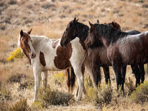 wild horses nevada - val in real life