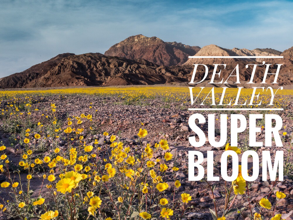 Death Valley Super Bloom